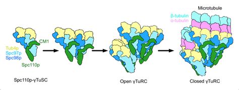 Model Of G Tubulin Ring Complex GTuRC Assembly And Activation Download Scientific Diagram