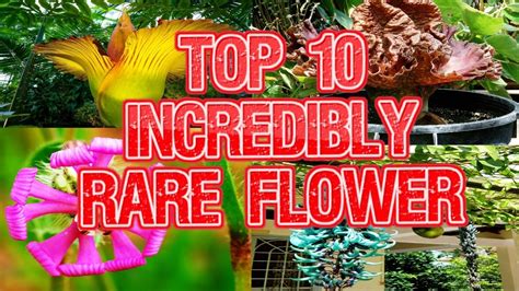 See more ideas about unusual flowers, rare flowers, exotic flowers. Top 10 Incredibly Rare Flowers In The World | Amazing ...
