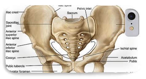 Anatomy Of Human Pelvic Bone Digital Art by Stocktrek Images