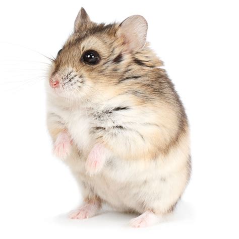 Male Russian Dwarf Hamster For Sale Live Small Pets Petsmart