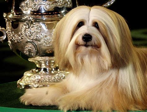 The Most Popular Dog Breeds In America Cbs News