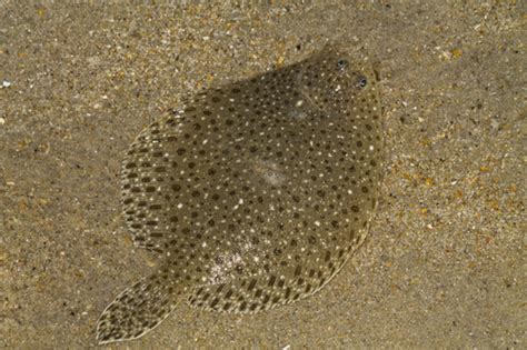 Windowpane Flounder Scophthalmus Aquosus · Inaturalist