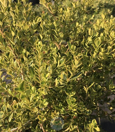 Boxwood Buxus Microphylla Golden Dream™