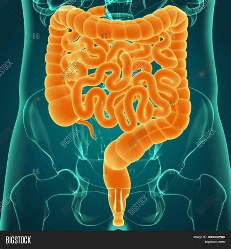 Small Large Intestine Image And Photo Free Trial Bigstock