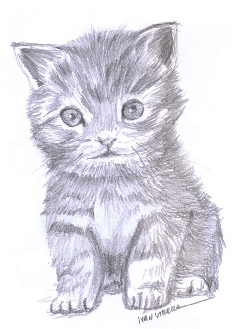 Gato A Lapiz Drawing Sketches Drawings Cats