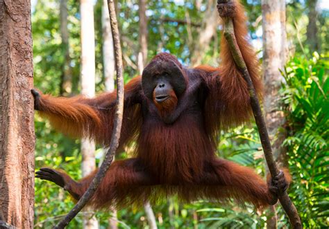 Orangutan Definition Habitat Height Weight Lifespan Scientific