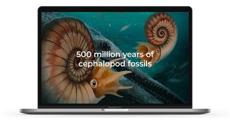 500 Million Years Of Cephalopod Fossils On Behance
