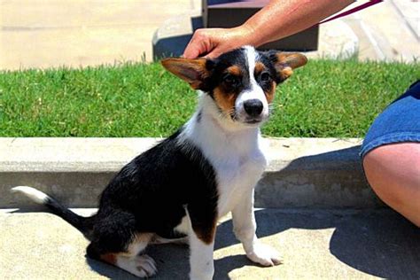 Tulsa OK Shepherd Unknown Type Meet Hermoine A Pet For Adoption