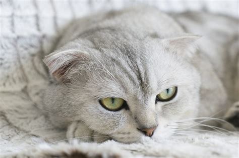 The Best Cat Breeds For Seniors Mishi Pets