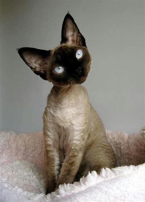 Devon Rex Siamese Mix A Kitty Just Like This Came In For A Checkup