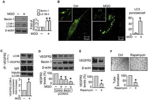 Mgo Induces Autophagy Markers And Autophagic Flux Whereas Genetic Or