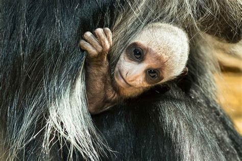 Cute Rare Baby Monkey Born In Worlds Oldest Zoo