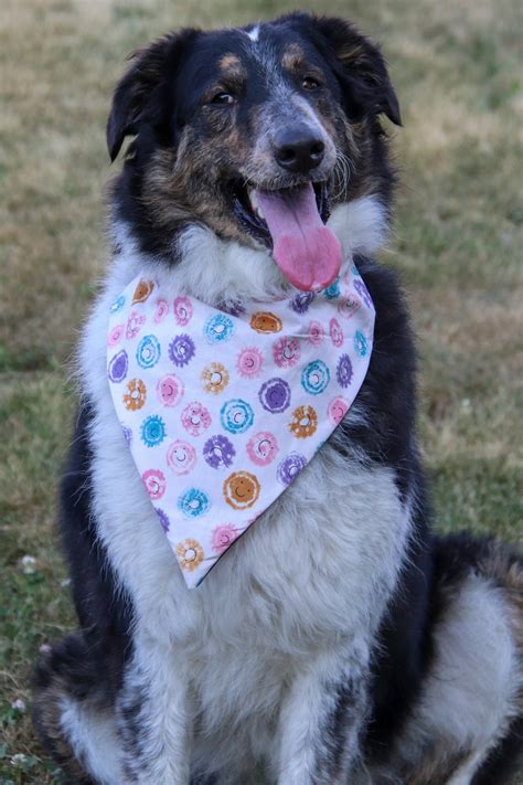 Smiley Face Dog Bandana The Dog House