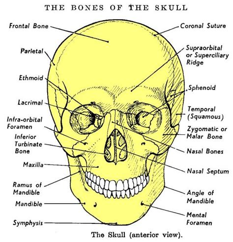 Danis Makeup Box Bones Of The Skull