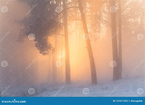 Winter Sunrise In The Snowy Woods The Bright Sun Shines Through The