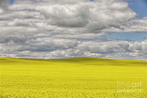 Prairie Canola Field Alberta Canada Photograph By Kevin Miller Fine