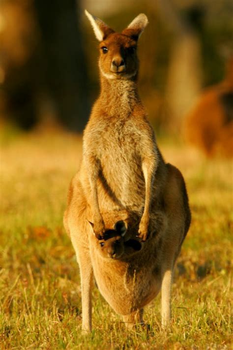 Animals Beautiful Australia Kangaroo Wallpapers