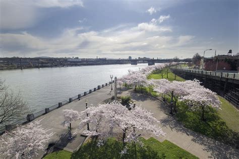 Cherry Blossoms Along Portland Willamette River Stock