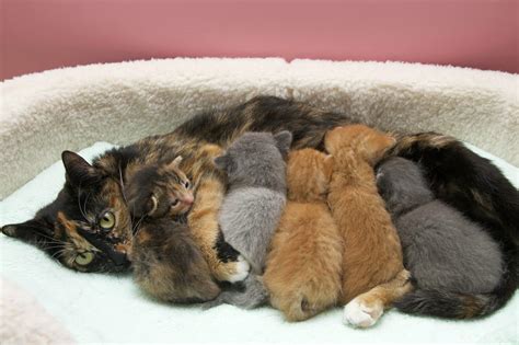 Do you know at what age a kitten can leave its mother? Turn off the faucets, and don't throw the kitten out with ...