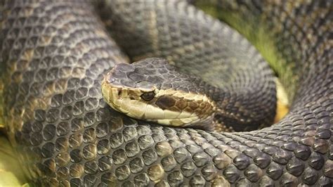 Snakes In Florida A Guide To Venomous And Non Venomous Snakes
