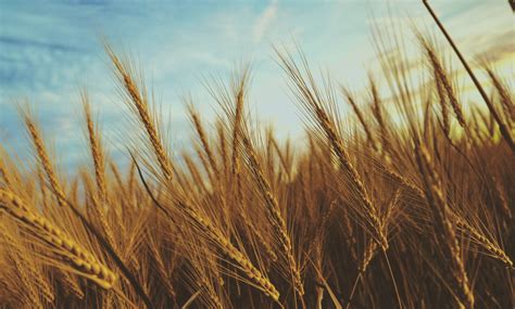 Wheat Field Rendered In Keyshot By Hossein Alfideh Palm Tree
