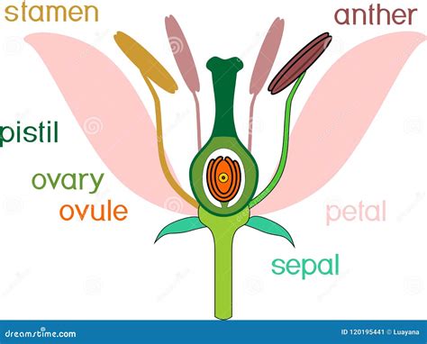 Angiosperm Flower Morphology Vector Illustration