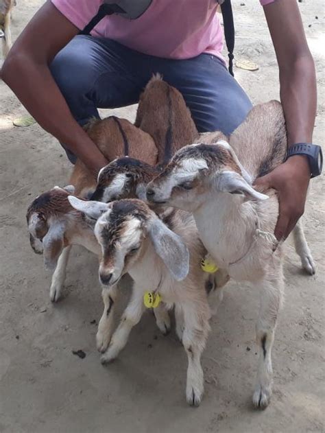 Helping Develop Indias Goat Meat Industry Otago Daily Times Online News