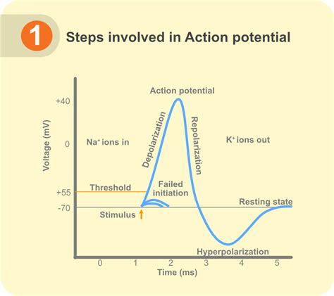 Action Potential Phases