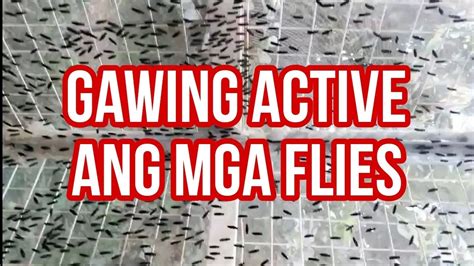 How To Make Our Flies Active On Mating Youtube