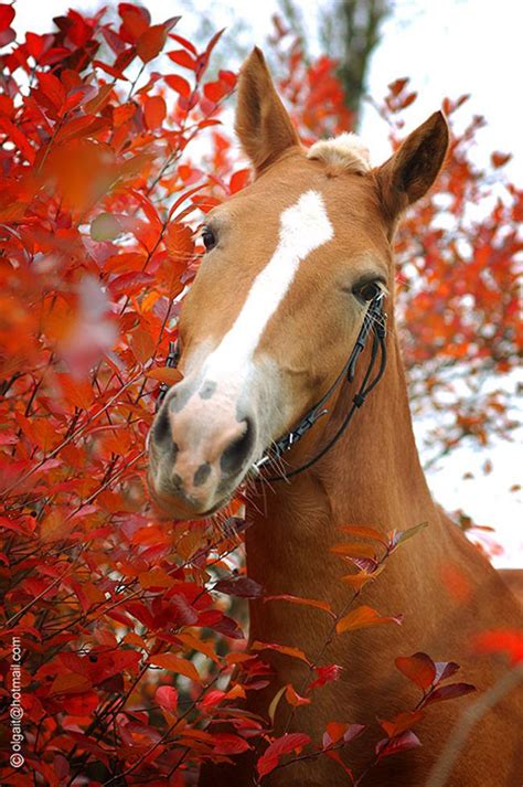Amazing Horse Photography By Olga Itina 47 фото Картины художники