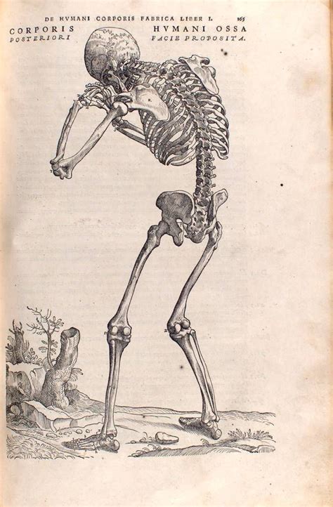 Andreas Vesalius De Humani Corporis Fabrica1543 Medical Illustration Andreas Vesalius