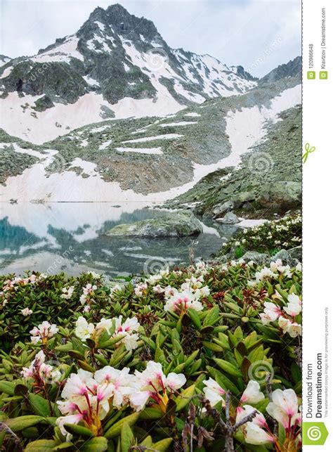 Mountain Spring Landscape With Blossoms Flowers