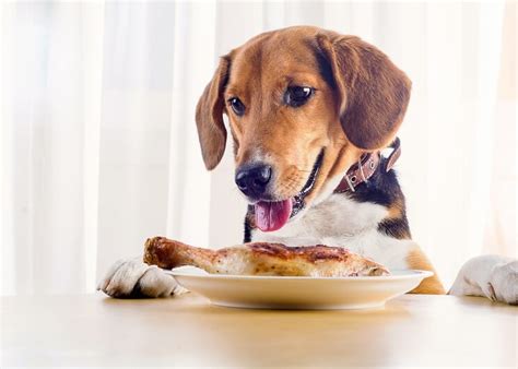 Maybe you would like to learn more about one of these? 20 Paleo-Friendly Foods Dogs Can Eat | Fruit, Veggies & Meat