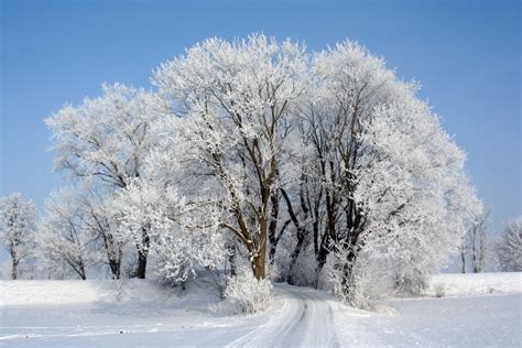 Kostenlose Foto Baum Natur Ast Schnee Kalt Winter Frost Eis Wetter Jahreszeit Krone