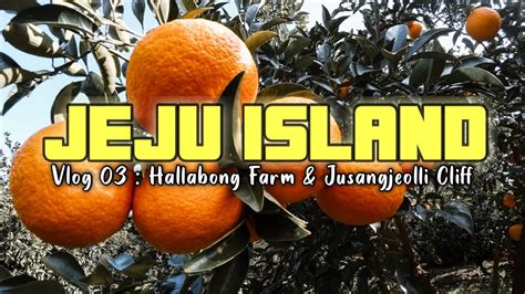 Jeju Island Hallabong Orange Farm And Jusangjeolli Cliff Vlog Youtube