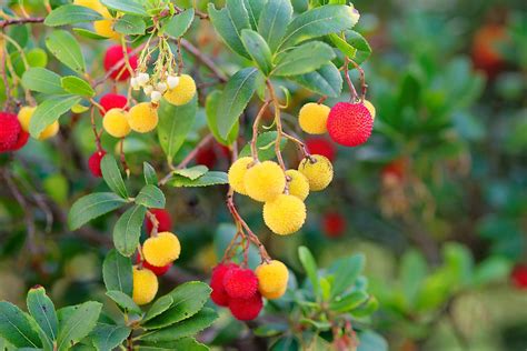 The Strawberry Tree An Astonishing Seasonal Fruit You Never Knew