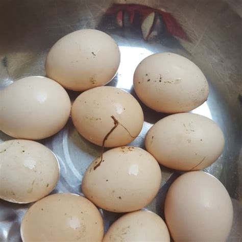 Bagaimana Cara Mengetahui Telur Ayam Yang Terfertilisasi Hasil