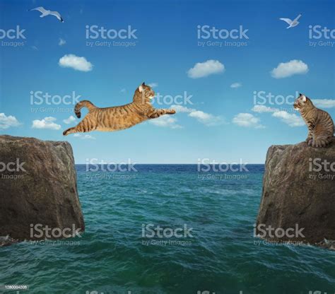 Cat Jumps Over Strait 3 Stock Photo Download Image Now Animal At