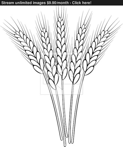 Wheat Clipart White Pictures On Cliparts Pub