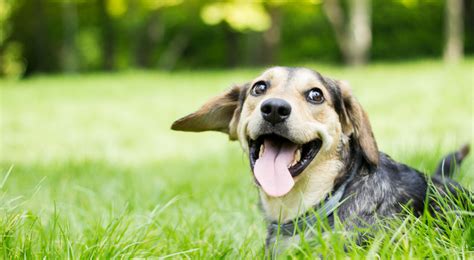Dna test isn't going to help you, tbh. Where Can I Go to Get a Dog DNA Test Done? | DDC Pets & Vets