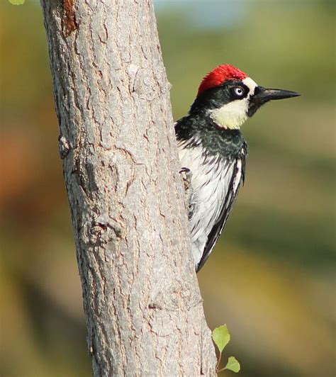 Acorn Woodpecker In Sonoma State Historic Park