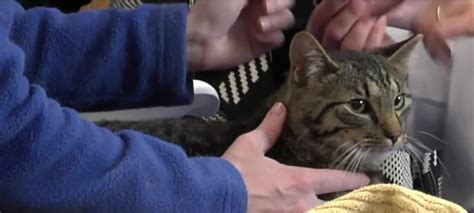 Pet Pals Tv Taming Feral Cats And Kittens Indianapolis News