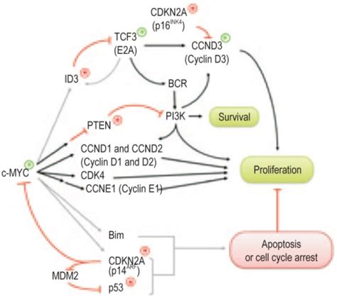 Cellular Gene Mutations In Burkitt Lymphomakey Prolife Open I