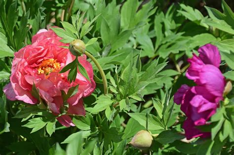 Southern Peony 2019 Intersectional Peony Color Combinations