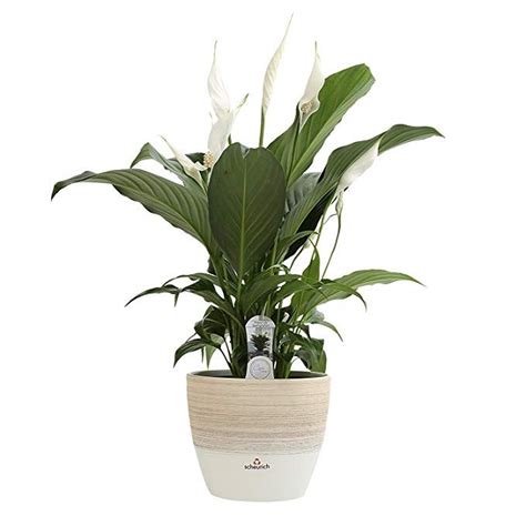 We did not find results for: Costa Farms Flowering Peace Lily, Live Indoor Plant, 15 to ...