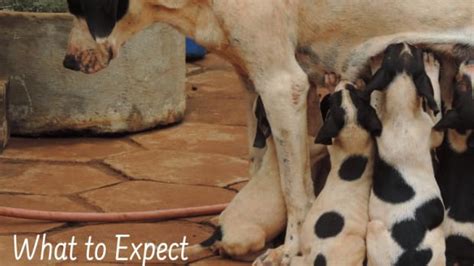 Dog Mating And Pregnancy Pethelpful By Fellow Animal Lovers And Experts