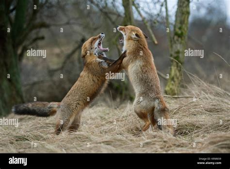 Red Fox Foxes Vulpes Vulpes Two Adults Standing On Hind Legs