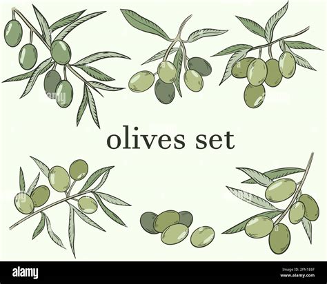 Sketch Of Olives Vector A Set Of Olives Berries On A Branch The