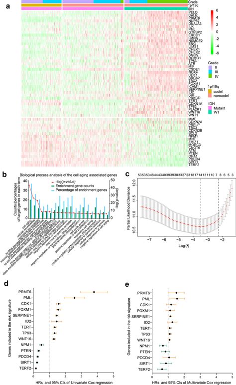 Prognosis Associated Cell Aging Related Gene Expression Profile In