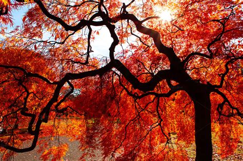 24 Fall Wallpapers Backgrounds Images Pictures Design Trends